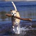 dog running in water with stick