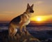 dog, german shephard on mountain looking a far