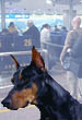 dog, doberman on alert at airport security