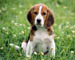 dog, beagle in the grass
