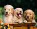dogs, three puppies on a bench